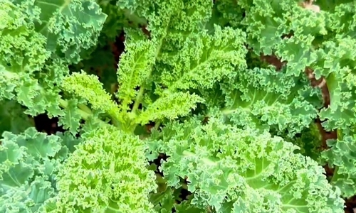 Kadeřávek s česnekem